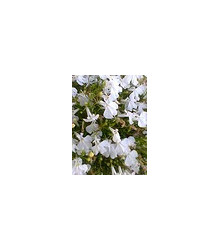 Lobelka drobná nízká - směs - Lobelia erinus - semena Lobelky - 1000 ks