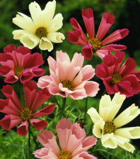 Krásenka zpeřená Sea Shells směs - Cosmos bipinnatus - osivo krásenky - 80 ks