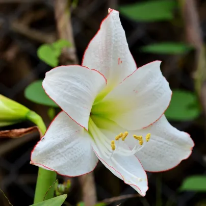 Hvězdník Picotee - Hippeastrum - cibule hvězdníků - 1 ks