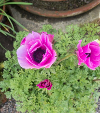 Sasanka Sylphide - Anemone sylphide - hlízy sasanek - 3 ks