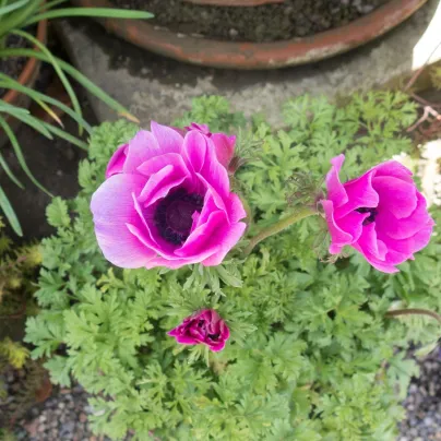 Sasanka Sylphide - Anemone sylphide - hlízy sasanek - 3 ks