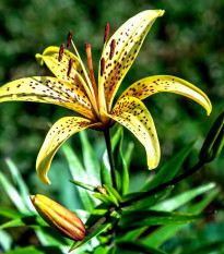 Lilie Yellow Tiger - Lilium lancifolium - cibule lilií - 1 ks