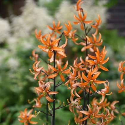 Lilie Martagon Orange Marmelade - Lilium - cibule lilií - 1 ks
