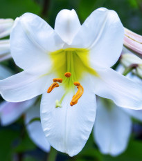 Lilie White Planet - Lilium - cibule lilií - 1 ks