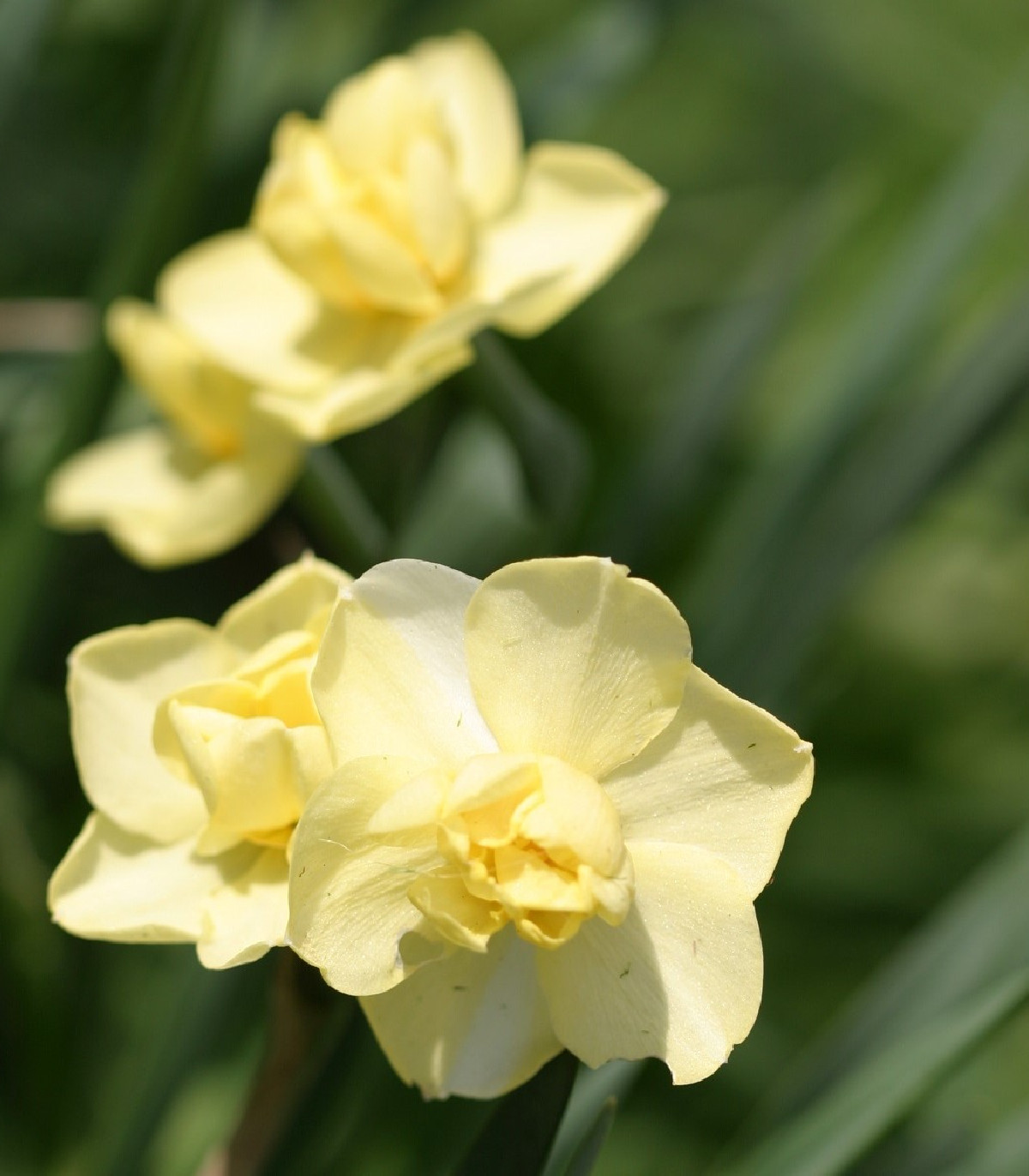 Narcis Cheerfulness - Narcissus - cibule narcisů  - 3 ks