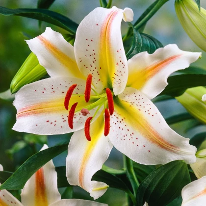 Lilie Garden Party - Lilium - cibule lilií - 1 ks