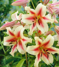 Lilie Lavon - Lilium - cibule lilií - 1 ks
