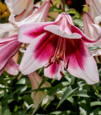 Lilie Garden Pleasure - Lilium x hybridum - cibule lilií - 1 ks