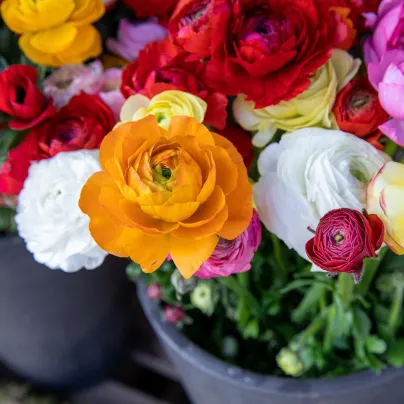 Pryskyřníky - směs - Ranunculus - hlízy pryskyřníků - 9 ks