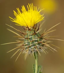 Chrpa luční žlutá - Centaurea cyanus - osivo chrpy - 0,25 g