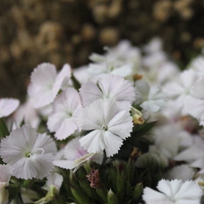 Hvozdík bradatý Sweet William - Dianthus barbatus - osivo hvozdíku - 150 ks