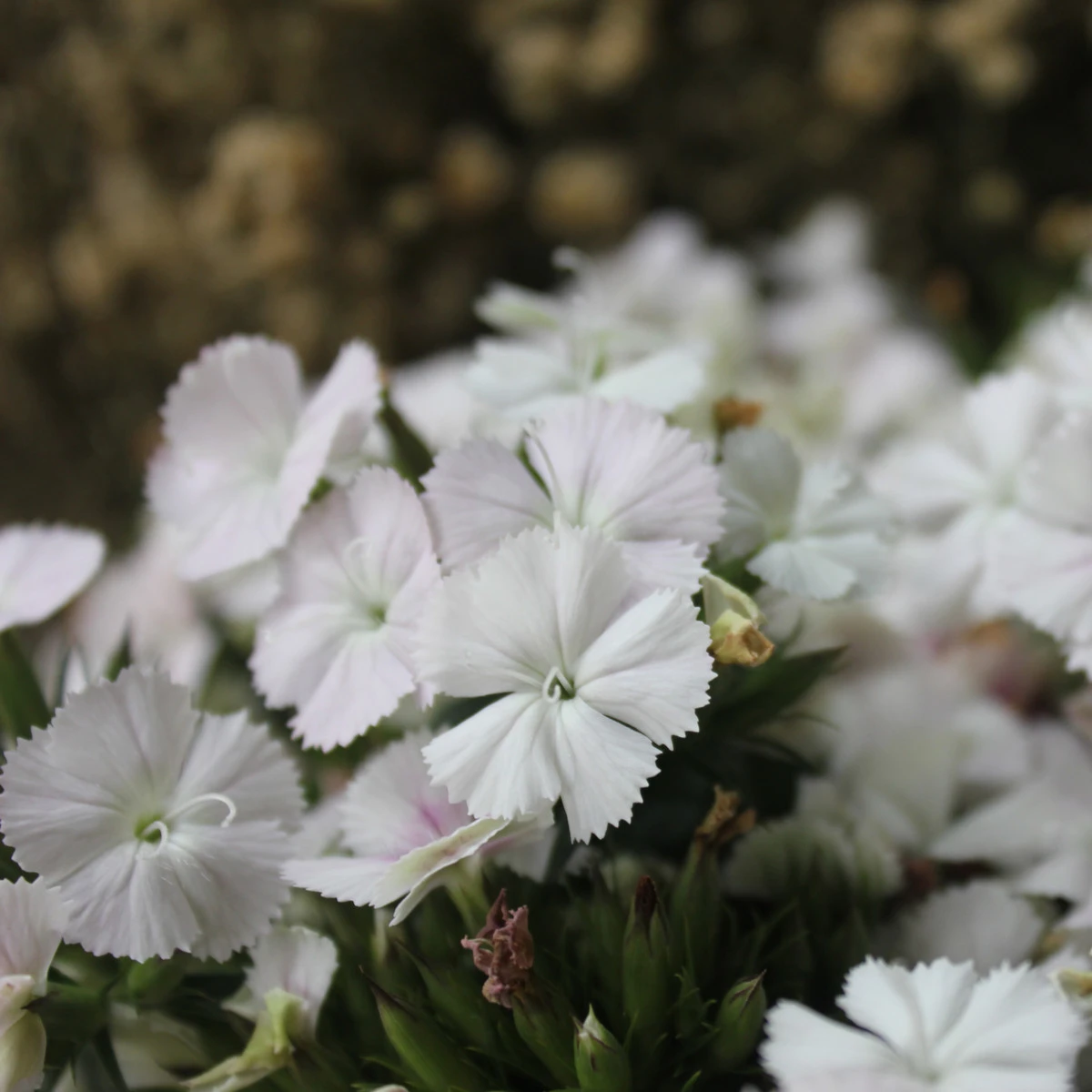 Hvozdík bradatý Sweet William - Dianthus barbatus - osivo hvozdíku - 18 ks