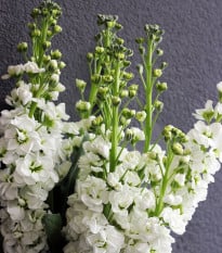 Fiala letní Anytime White - Matthiola incana - osivo fialy - 60 ks