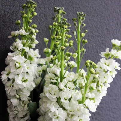 Fiala letní Anytime White - Matthiola incana - osivo fialy - 60 ks