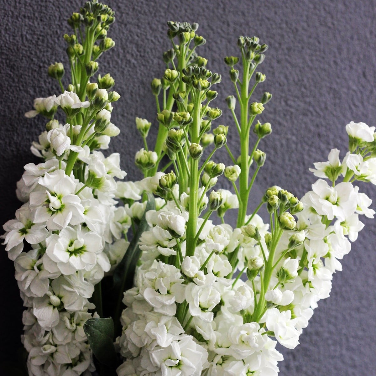 Fiala letní Anytime White - Matthiola incana - osivo fialy - 60 ks