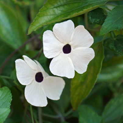 Smatovka křídlatá bílá - Thunbergia alata - osivo smatovky - 15 ks