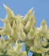 Nevadlec klasnatý bílý - Celosia spicata - osivo celosie - 10 ks