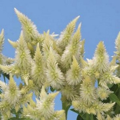 Nevadlec klasnatý bílý - Celosia spicata - osivo celosie - 10 ks
