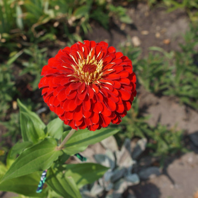 Ostálka jiřinkokvětá červená - Zinnia elegans - osivo ostálky - 50 ks