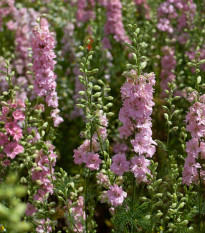 Stračka Qis Rose - Delphinium consolida - osivo stračky - 100 ks