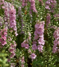 Stračka růžová - Delphinium consolida - osivo stračky - 100 ks