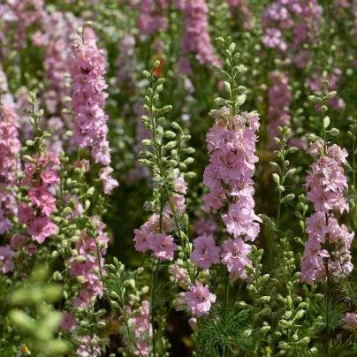 Stračka Qis Rose - Delphinium consolida - osivo stračky - 100 ks