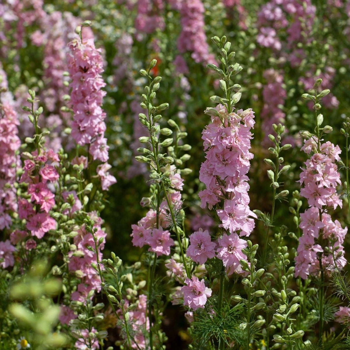 Stračka Qis Rose - Delphinium consolida - osivo stračky - 100 ks