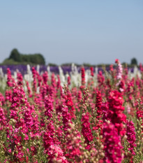 Stračka Carmine King - Delphinium consolida imperialis - osivo stračky - 100 ks