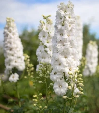 Stračka bílá - Delphinium solida - osivo stračky - 100 ks