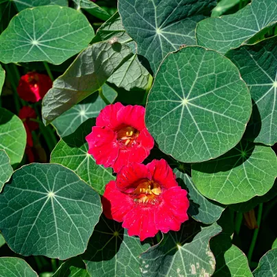 Lichořeřišnice nízká Tip Top Rose - Tropaeolum minus - osivo lichořeřišnice - 10 ks