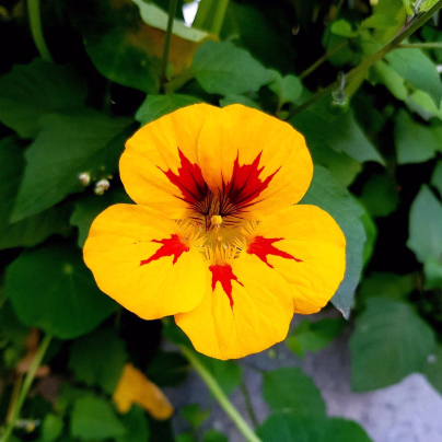 Lichořeřišnice větší Alaska Ladybird - Tropaeolum majus - osivo lichořeřišnice - 10 ks