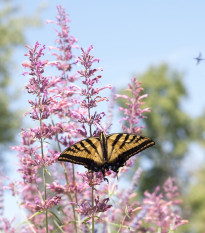 Agastache vřesová královna - Agastache cana - osivo agastache - 30 ks