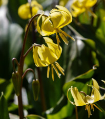 Kandík - Erythronium pagoda - cibule kandíku - 3 ks