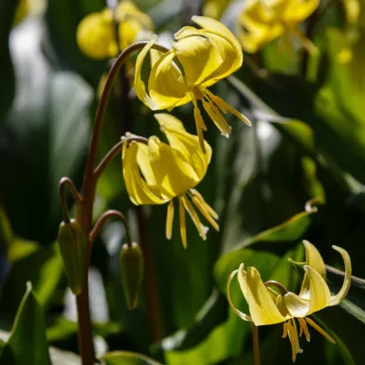 Kandík - Erythronium pagoda - cibule kandíku - 3 ks