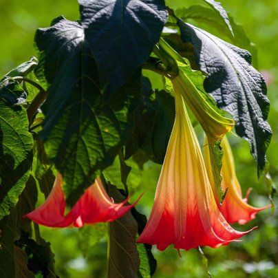 Durman krvavý - Brugmansia sanguinea - osivo durmanu - 7 ks