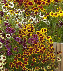 Krásnoočko Incredible Dwarf Mix - Coreopsis hybrida - osivo krásnoočka - 200 ks