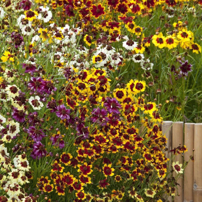 Krásnoočko trpasličí mix - Coreopsis hybrida - osivo krásnoočka - 200 ks
