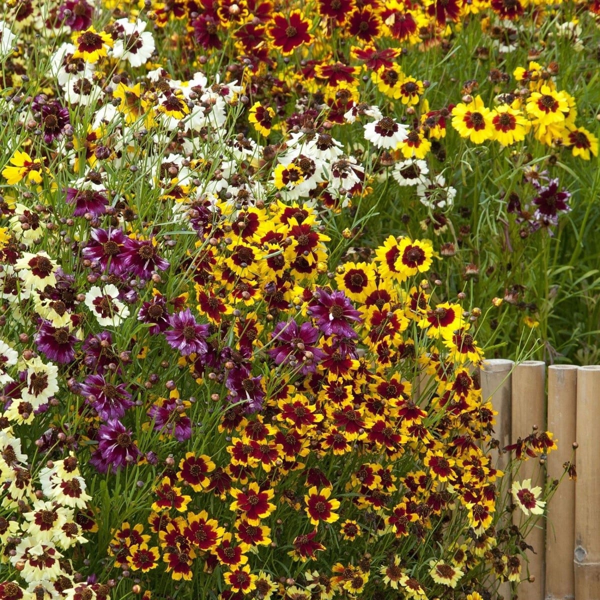 Krásnoočko Incredible Dwarf Mix - Coreopsis hybrida - osivo krásnoočka - 200 ks