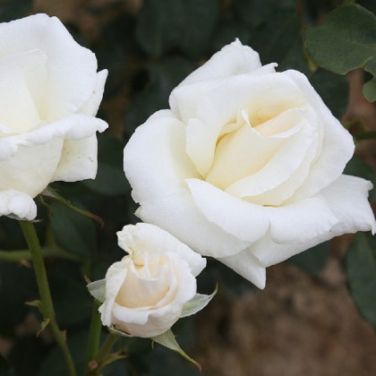Růže keřová velkokvětá Mount Shasta - Rosa - prostokořenné sazenice růží