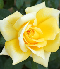 Růže keřová velkokvětá King Ransom - Rosa - prostokořenné sazenice růží