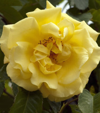 Růže keřová pnoucí Golden Gate - Kordes - Rosa - prostokořenné sazenice růží