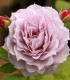 Růže mnohokvětá Novalis - Kordes - Rosa - prostokořenné sazenice růží