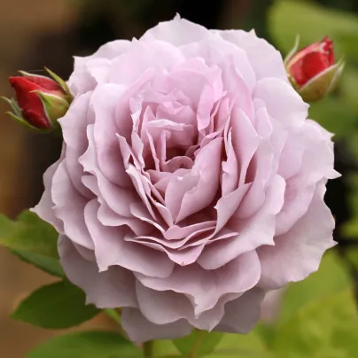 Růže mnohokvětá Novalis - Kordes - Rosa - prostokořenné sazenice růží