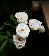 Růže keřová půdokryvná The white fairy - Rosa - prostokořenné sazenice růží