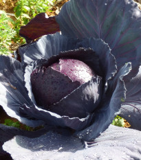 Zelí Moderat - Brassica oleracea - osivo zelí - 150 ks