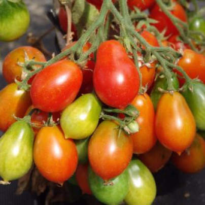 Rajče Radana - Solanum lycopersicum - osivo rajčat - 15 ks