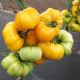 Rajče Yellowstone - Solanum lycopersicum - osivo rajčat - 15 ks
