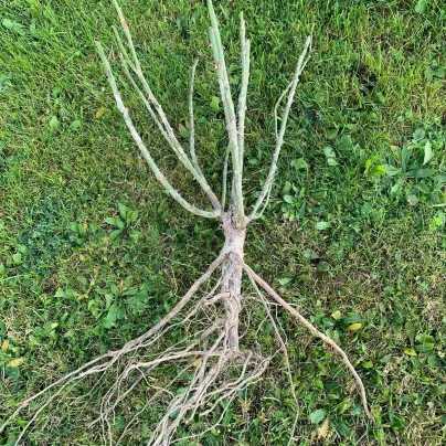 Růže mnohokvětá Schöne Koblenzerin - Kordes - Rosa - prostokořenné sazenice růží - 1 ks