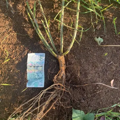 Růže mnohokvětá Novalis - Kordes - Rosa - prostokořenné sazenice růží - 1 ks