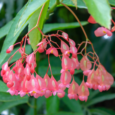 Begonie šarlatová - Begonia coccinea - osivo begónie - 12 ks
